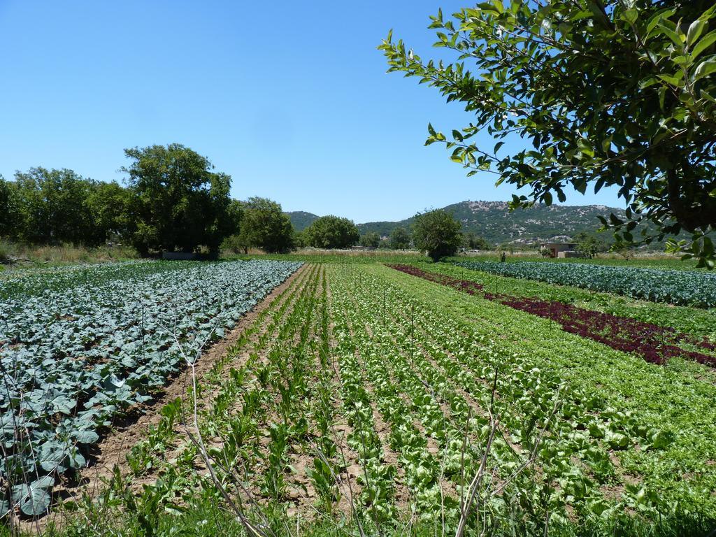Marmaketon Maison Kronio Lassithi Plateau חדר תמונה